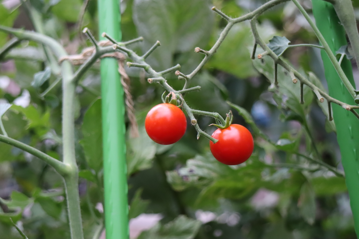 f:id:tomato_1:20210811035216j:plain