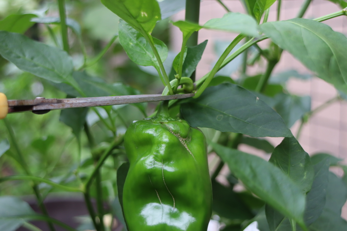 f:id:tomato_1:20210812032634j:plain