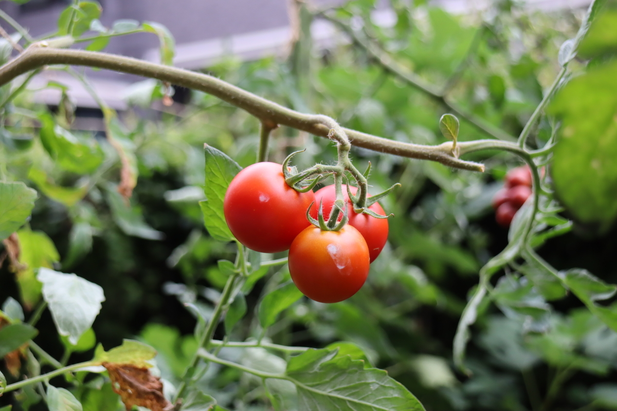 f:id:tomato_1:20210812032714j:plain