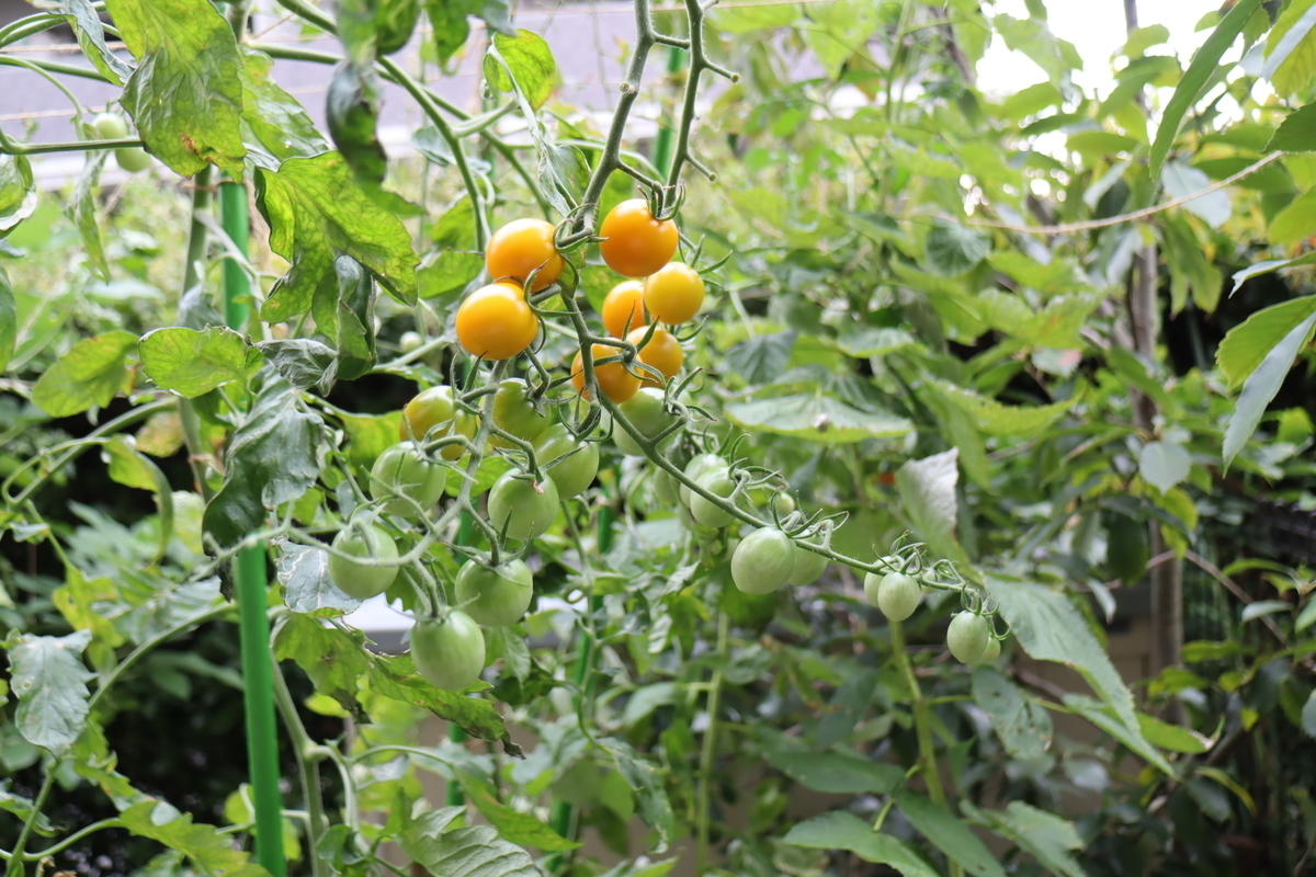 f:id:tomato_1:20210812032725j:plain