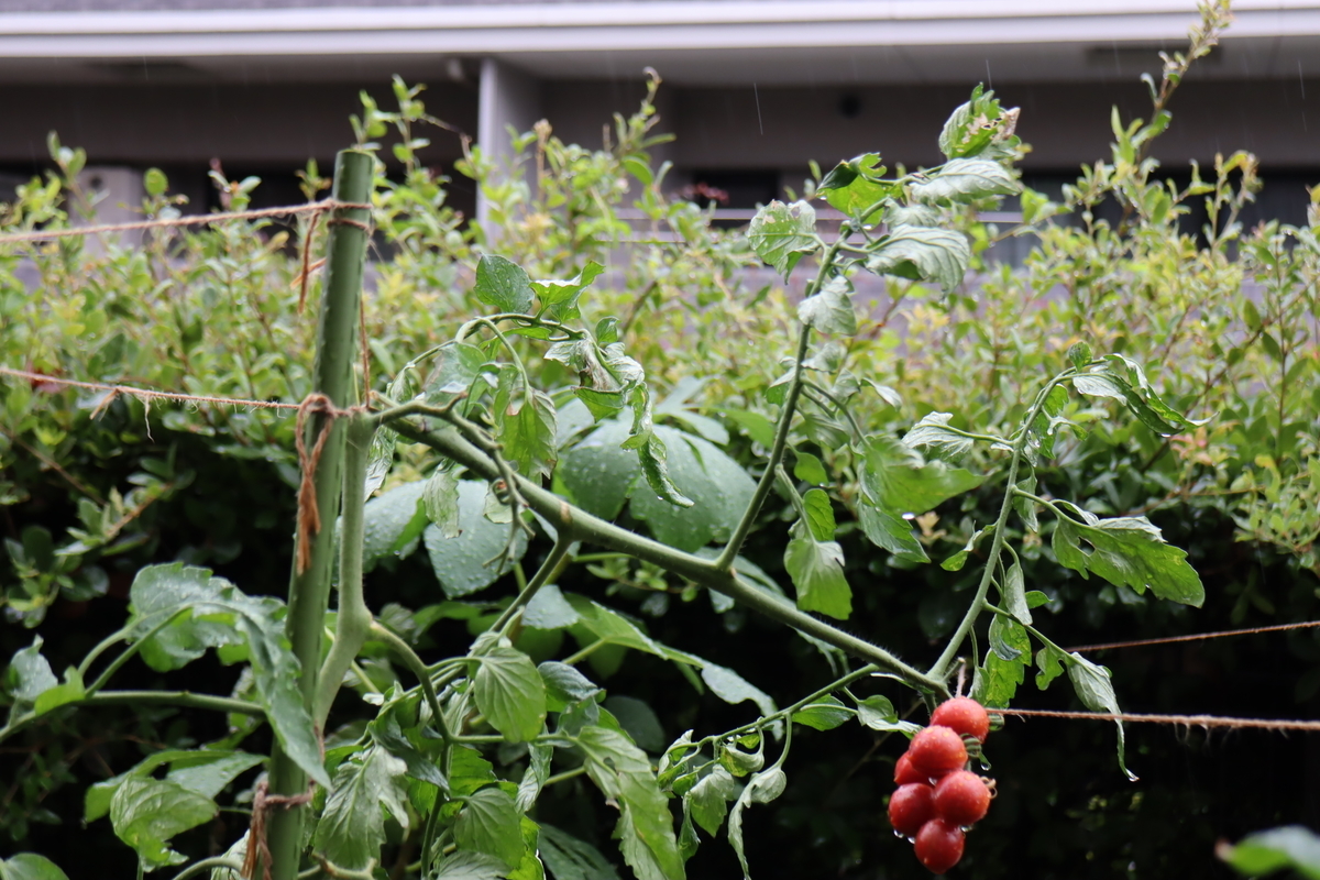 f:id:tomato_1:20210813025225j:plain
