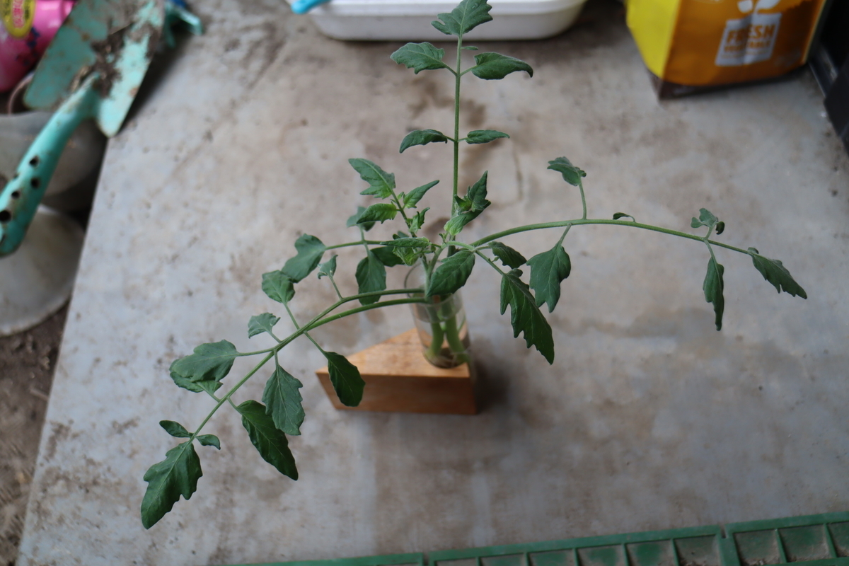 f:id:tomato_1:20210815035503j:plain