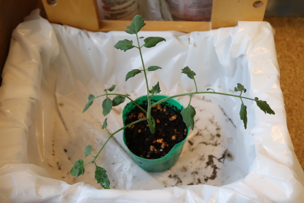 f:id:tomato_1:20210815035604j:plain