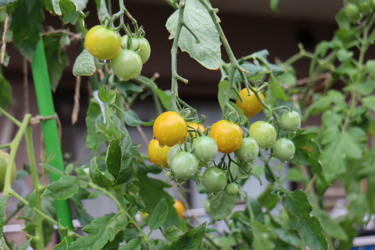 f:id:tomato_1:20210815035620j:plain
