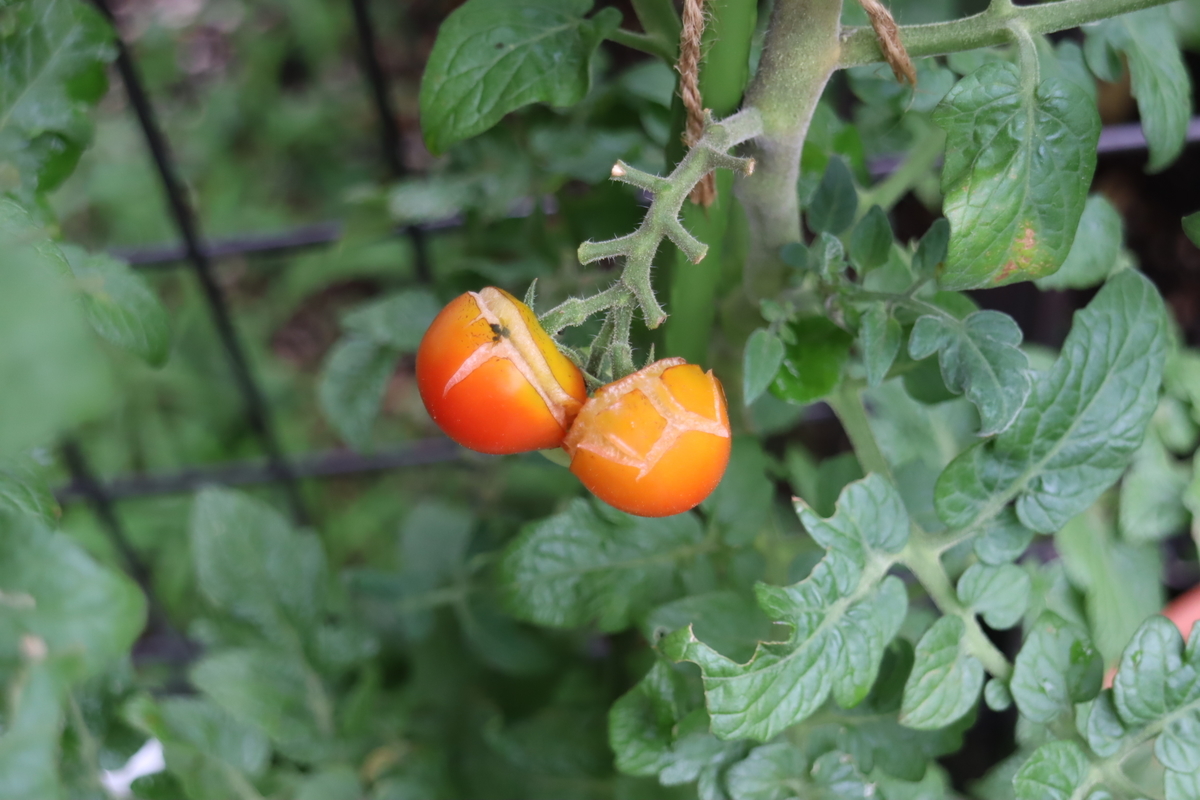 f:id:tomato_1:20210815035637j:plain