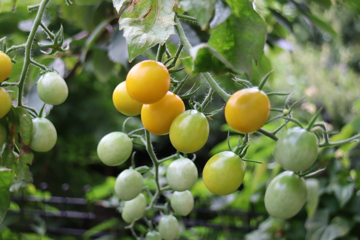 f:id:tomato_1:20210816035720j:plain