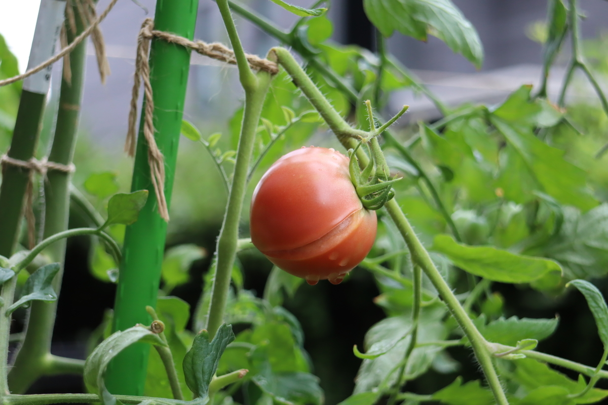 f:id:tomato_1:20210818035752j:plain