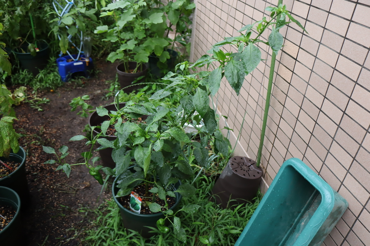 f:id:tomato_1:20210821025331j:plain