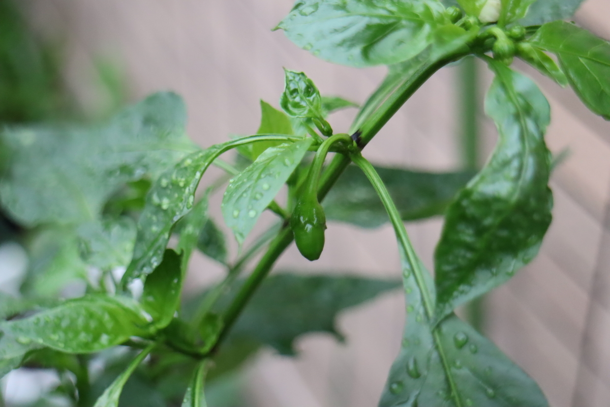 f:id:tomato_1:20210821025447j:plain