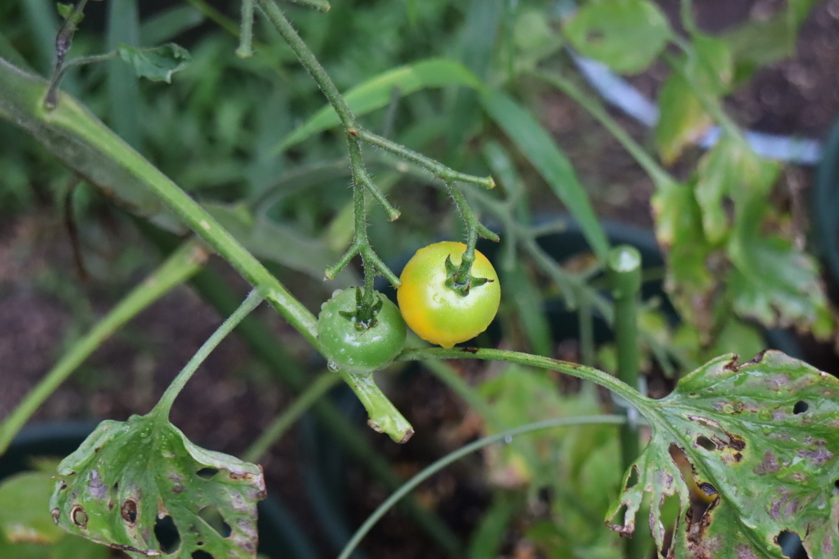 f:id:tomato_1:20210821025502j:plain