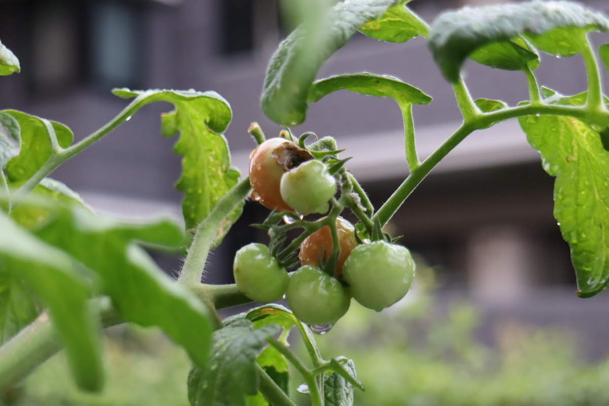 f:id:tomato_1:20210821025511j:plain