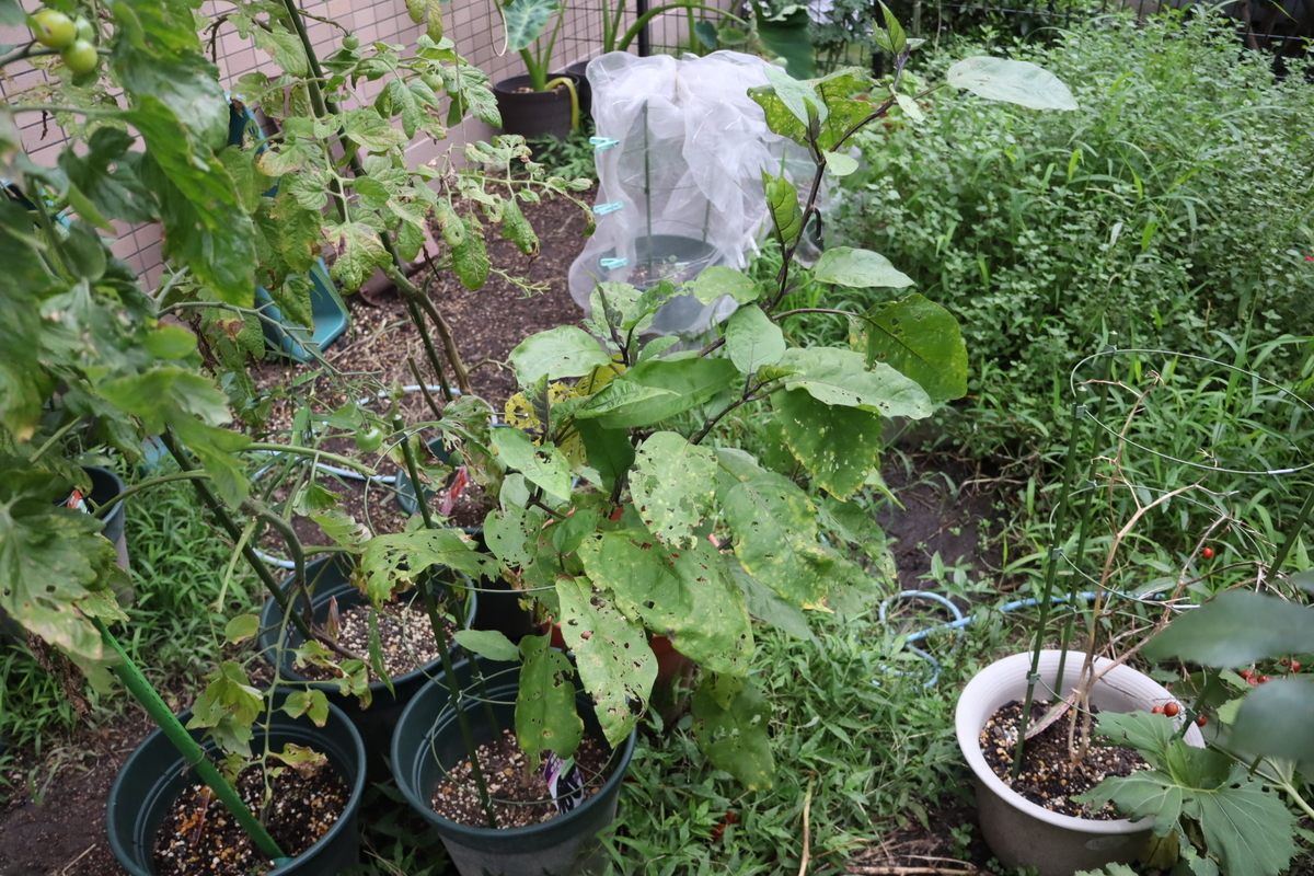 f:id:tomato_1:20210823035333j:plain