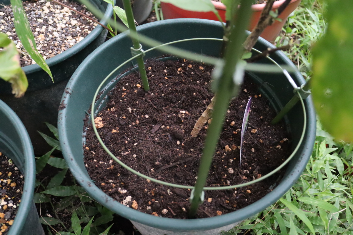 f:id:tomato_1:20210823035503j:plain