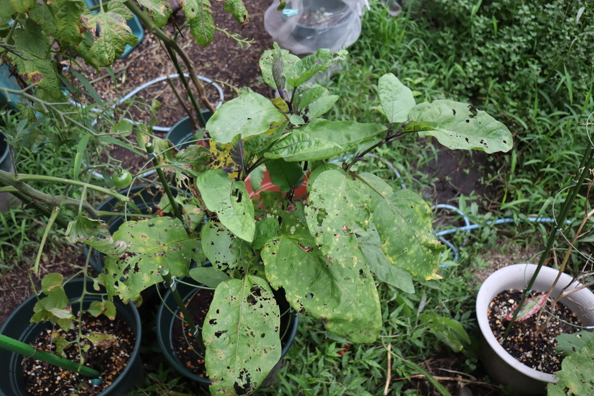 f:id:tomato_1:20210823035559j:plain
