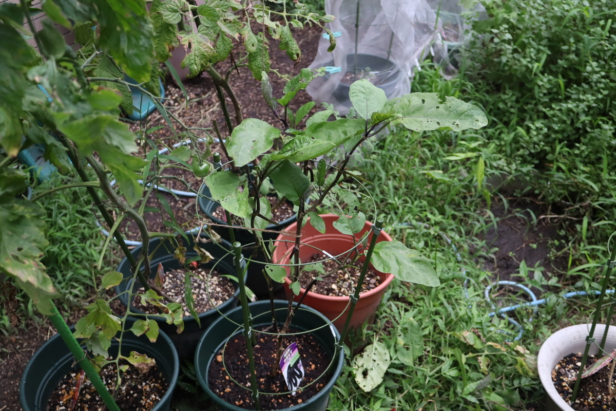 f:id:tomato_1:20210823035609j:plain