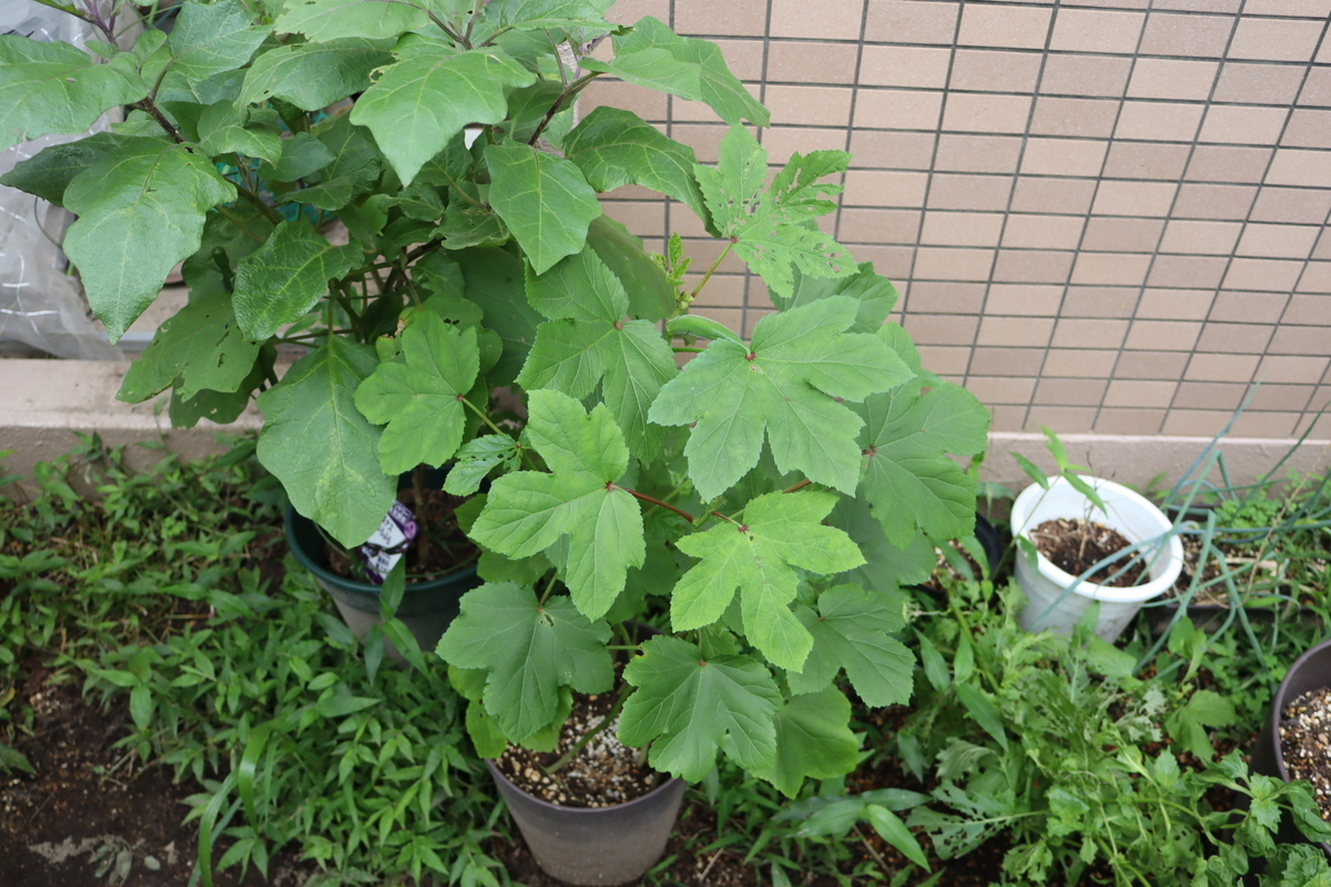 f:id:tomato_1:20210823035629j:plain