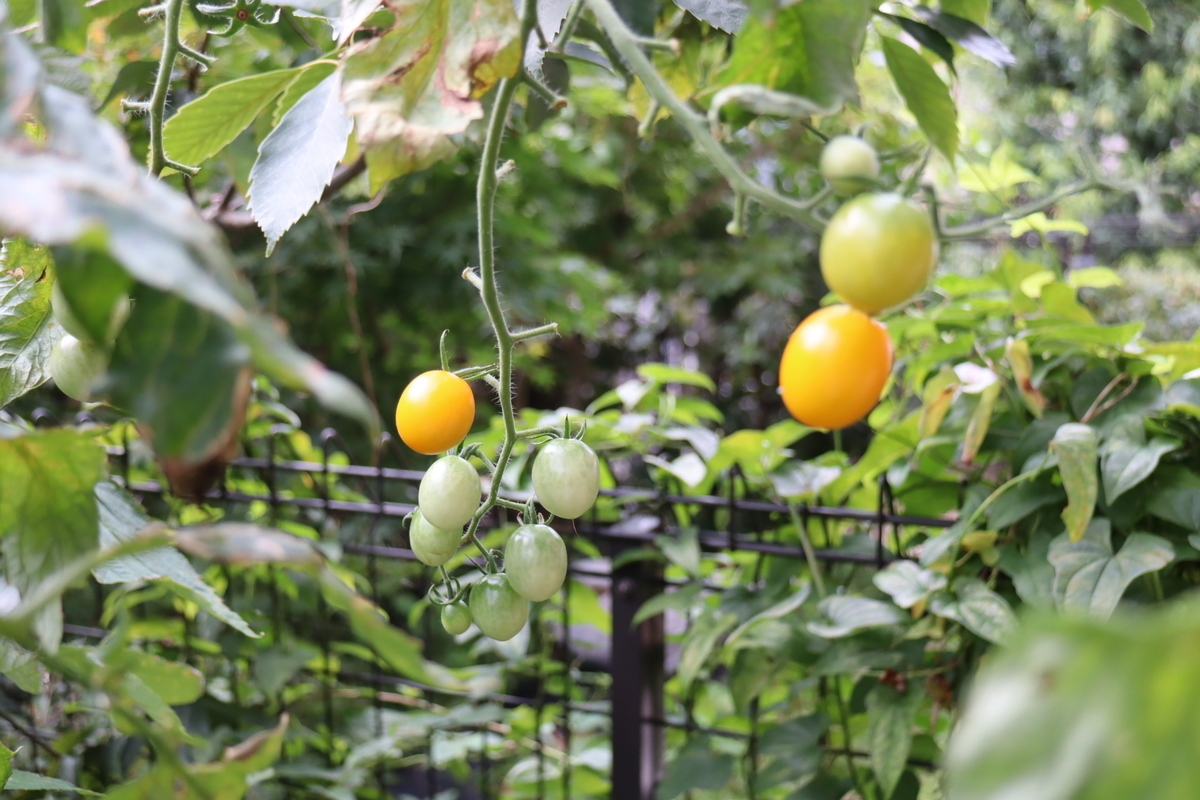 f:id:tomato_1:20210824035428j:plain