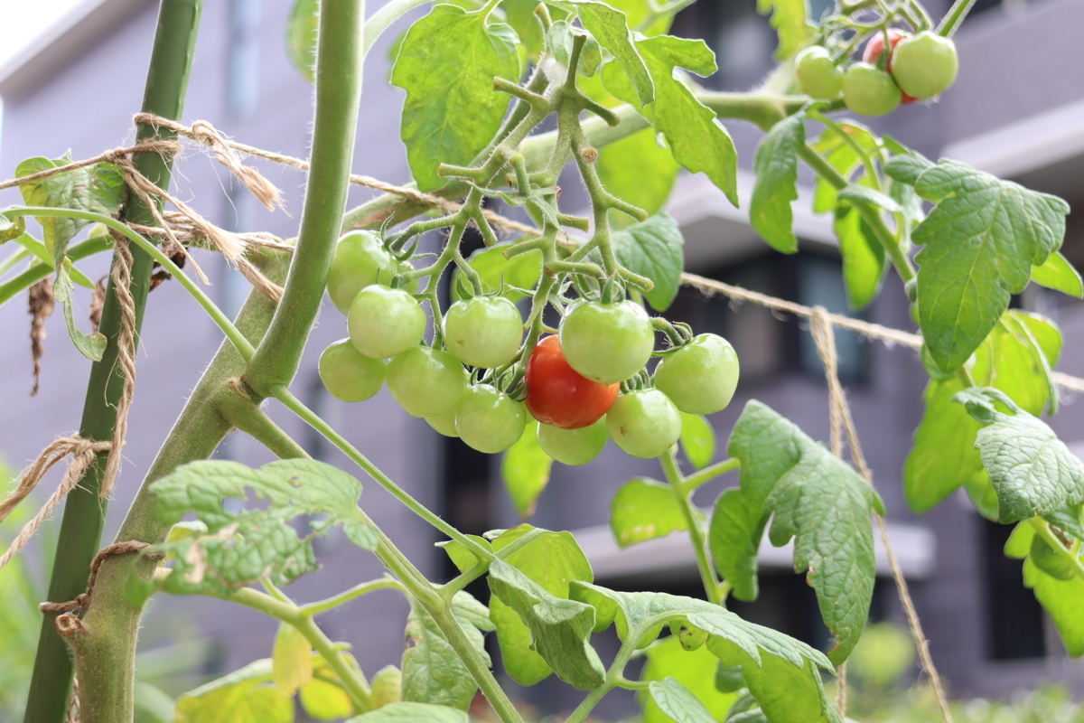 f:id:tomato_1:20210824035438j:plain