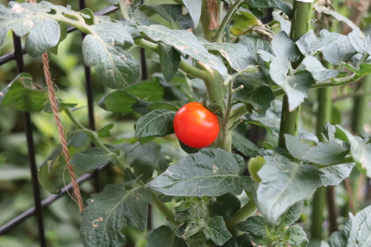 f:id:tomato_1:20210826034819j:plain