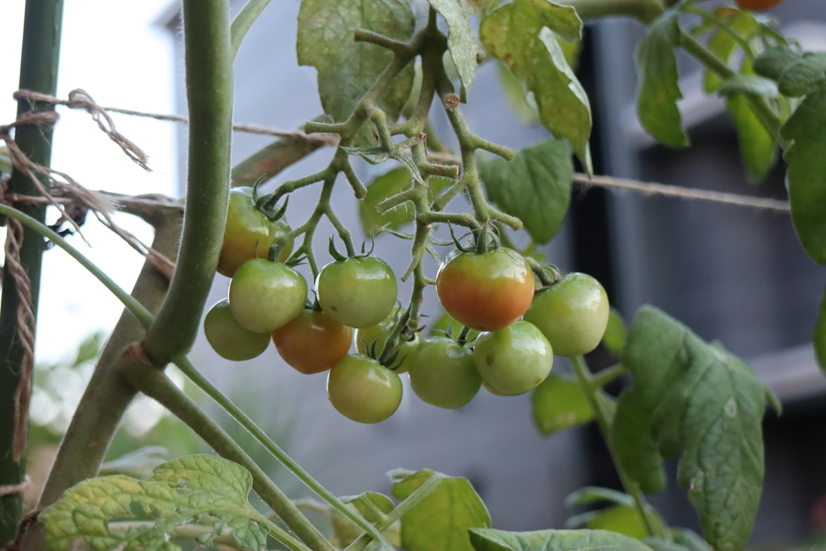 f:id:tomato_1:20210828034424j:plain