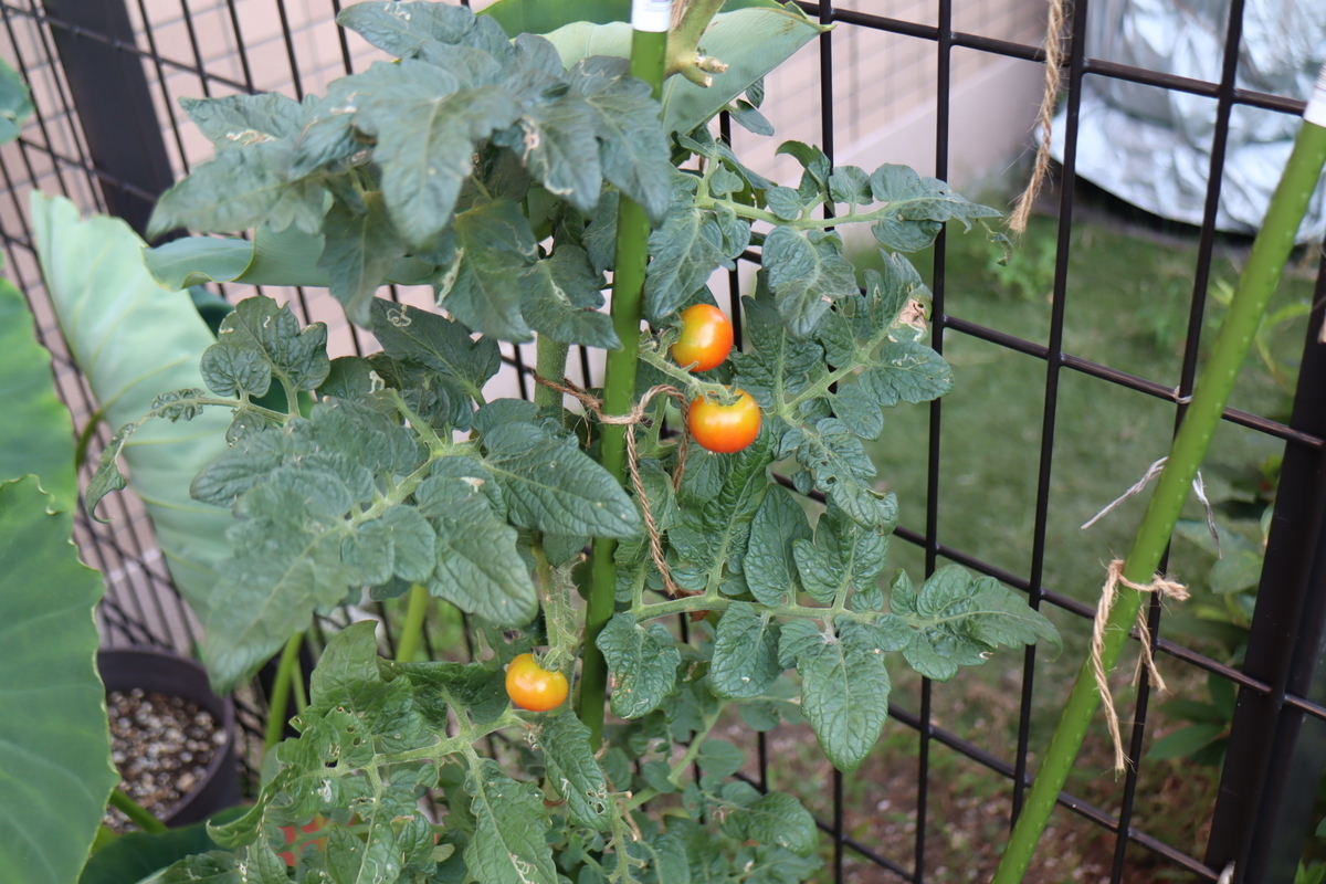 f:id:tomato_1:20210830040342j:plain