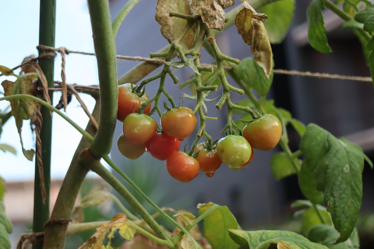 f:id:tomato_1:20210831035502j:plain