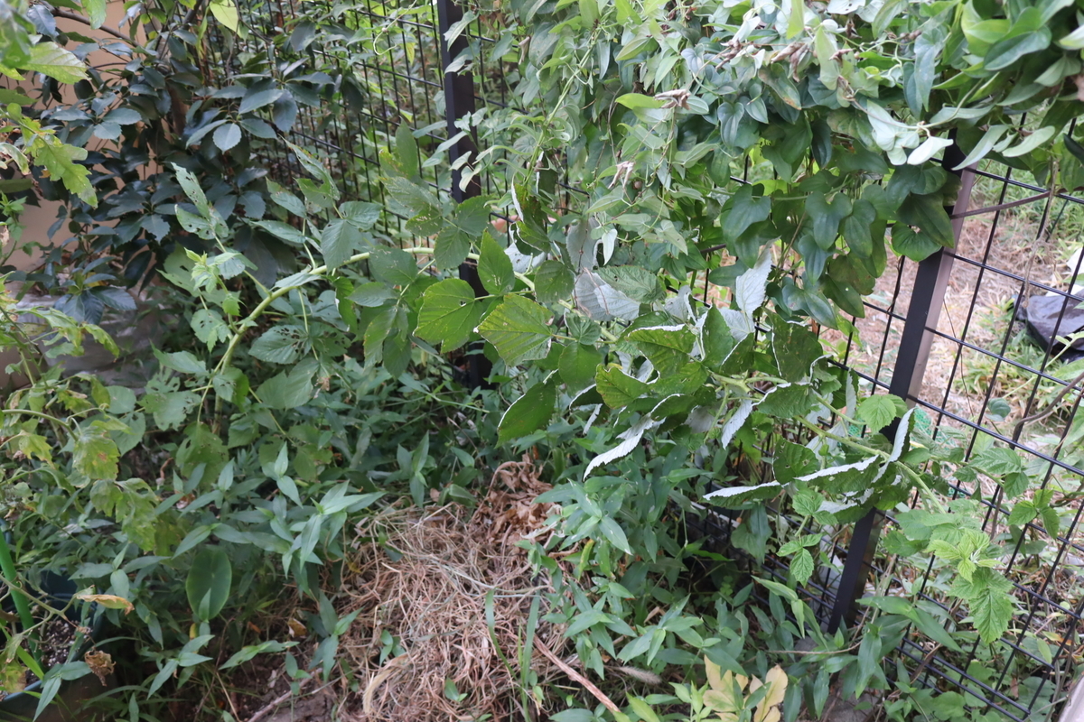 f:id:tomato_1:20210901040322j:plain