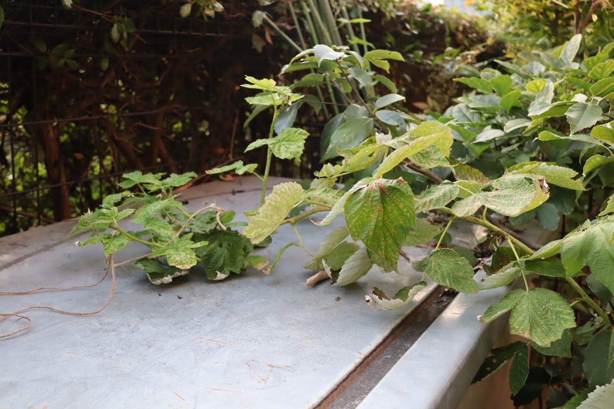 f:id:tomato_1:20210901040439j:plain