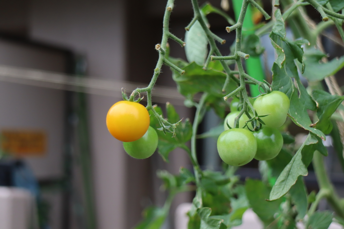 f:id:tomato_1:20210902035752j:plain