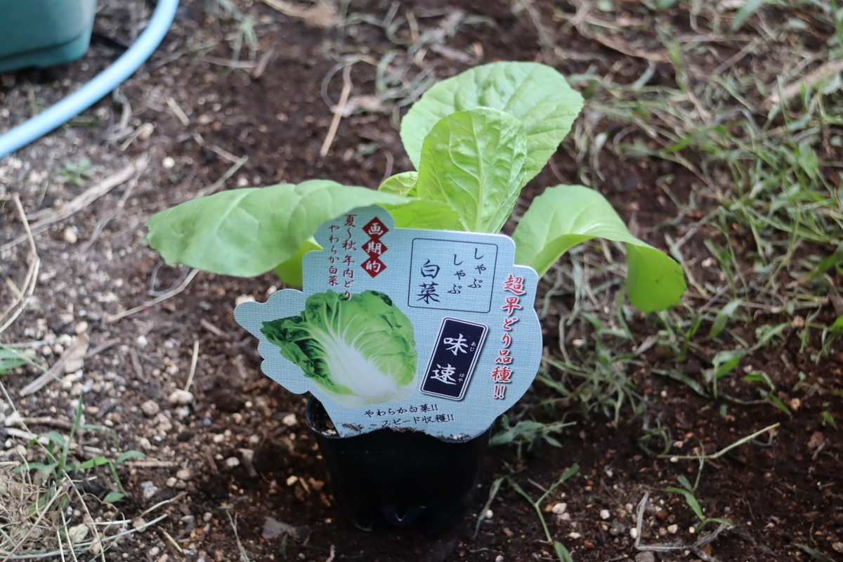 f:id:tomato_1:20210907002937j:plain