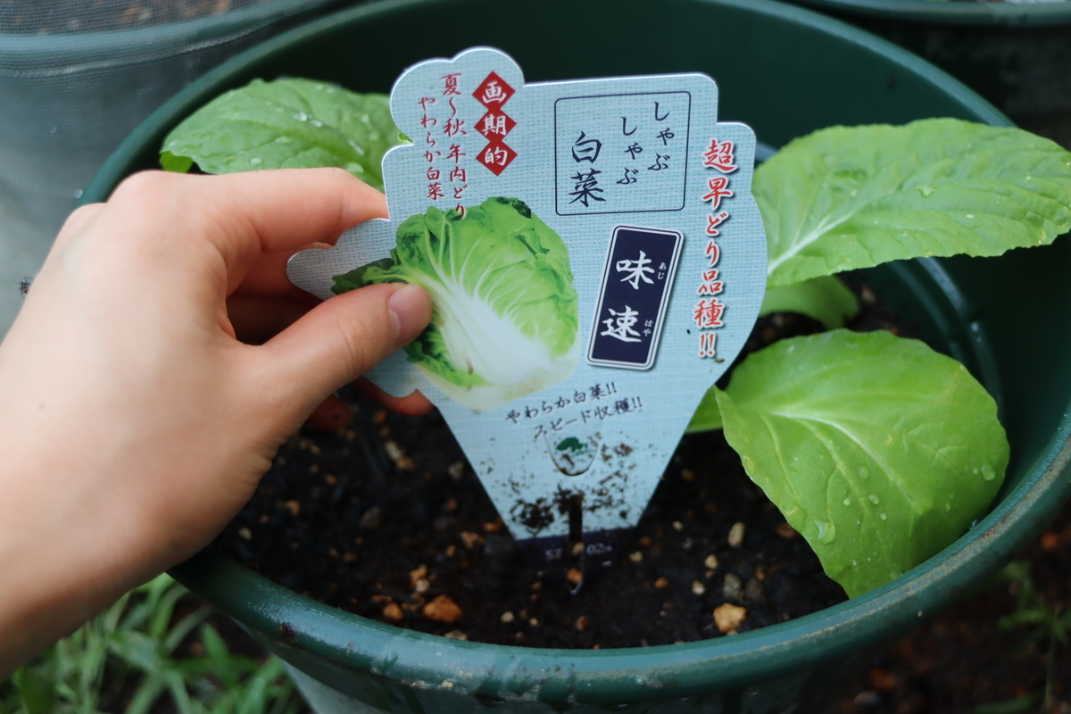f:id:tomato_1:20210907003141j:plain