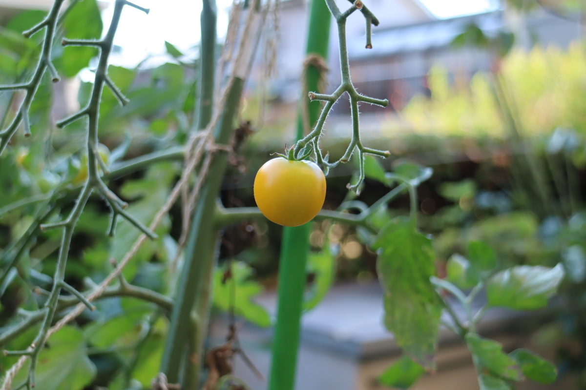 f:id:tomato_1:20210907003237j:plain