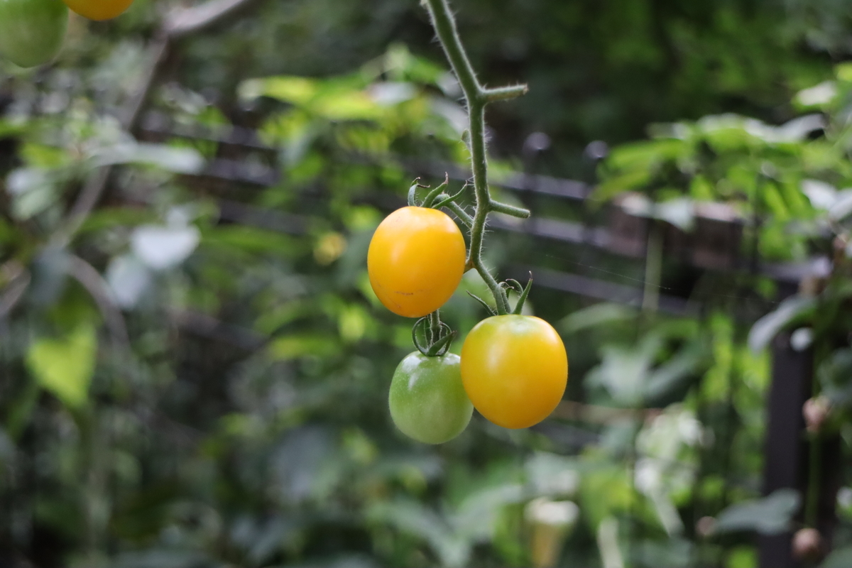 f:id:tomato_1:20210908035548j:plain