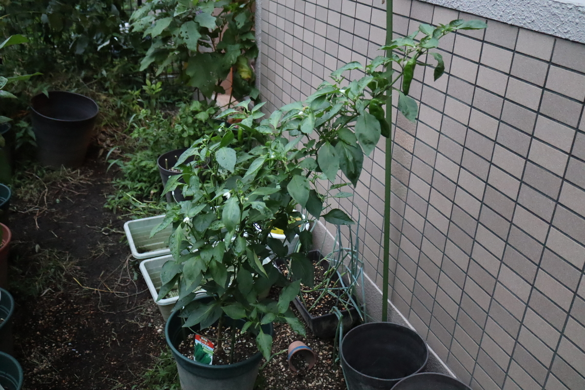 f:id:tomato_1:20210909035605j:plain