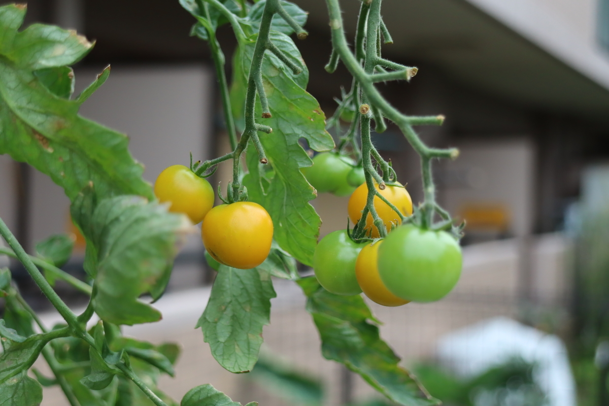f:id:tomato_1:20210909035651j:plain