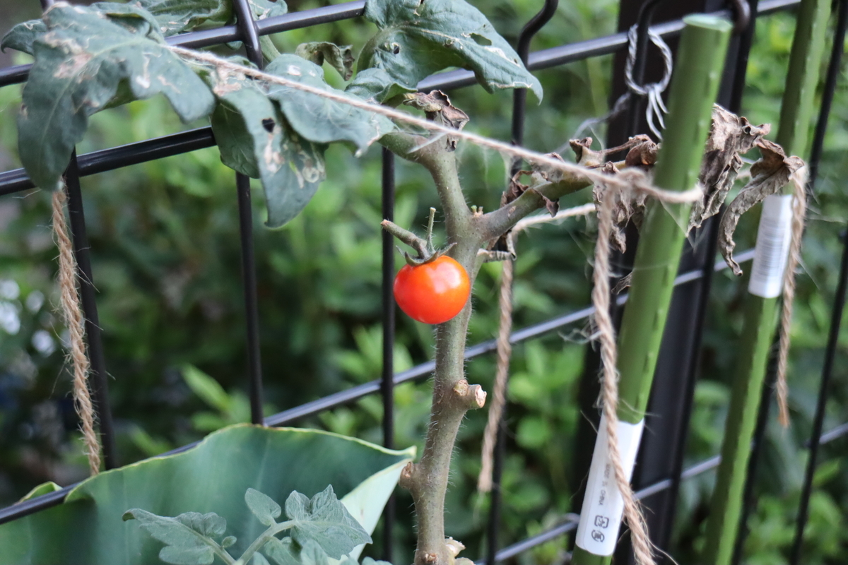 f:id:tomato_1:20210910035543j:plain