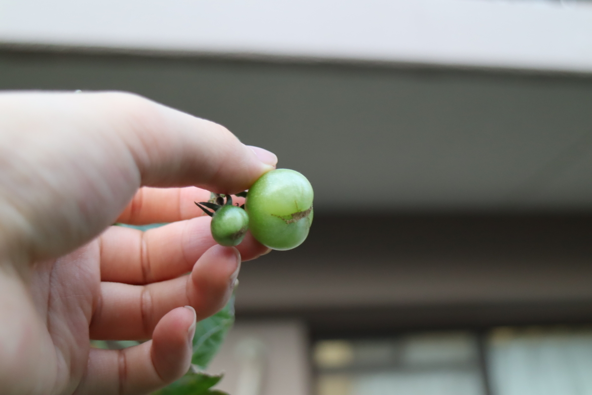 f:id:tomato_1:20210910035550j:plain