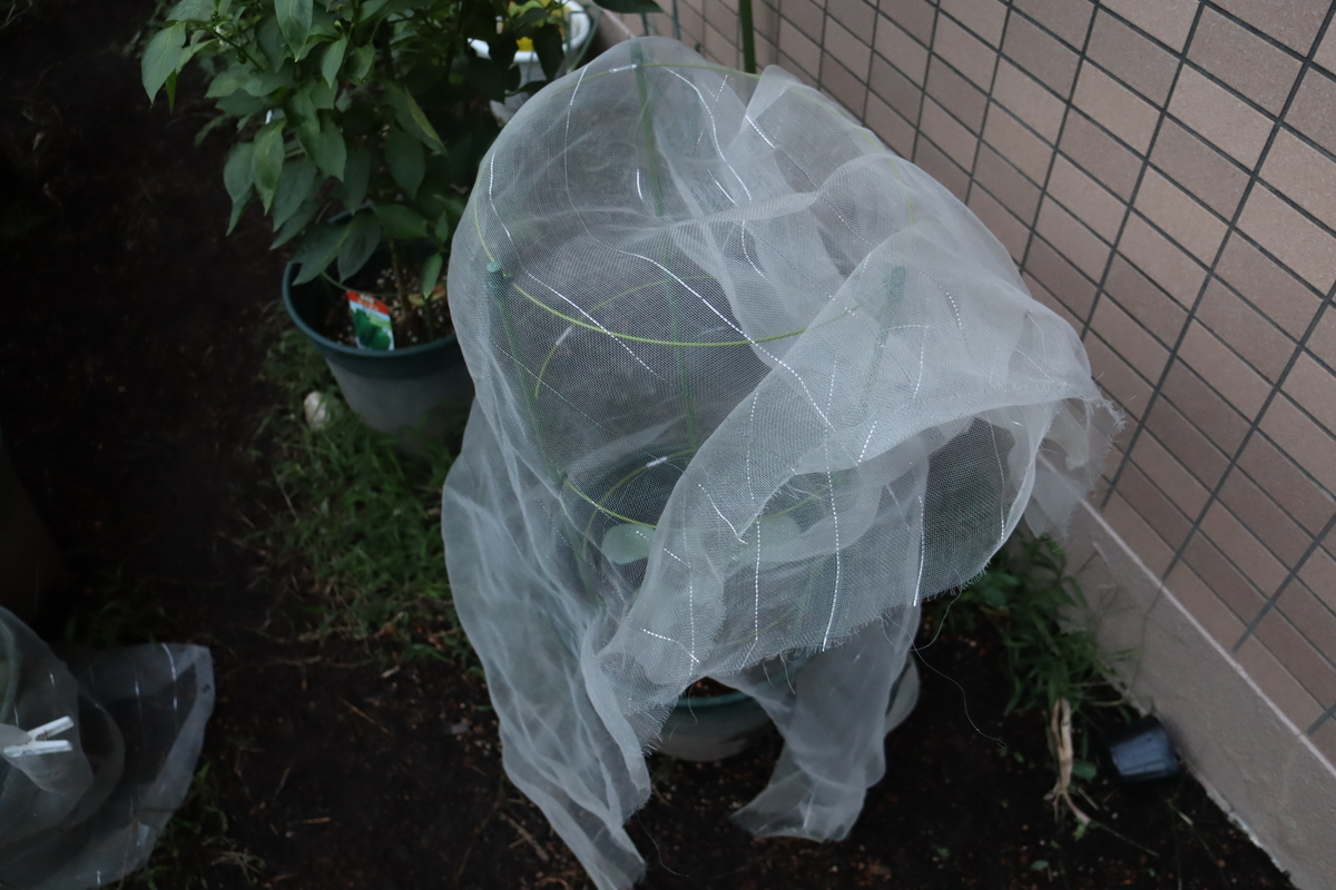 f:id:tomato_1:20210912035447j:plain