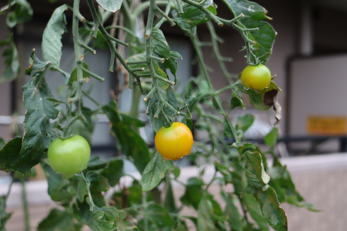 f:id:tomato_1:20210913032542j:plain