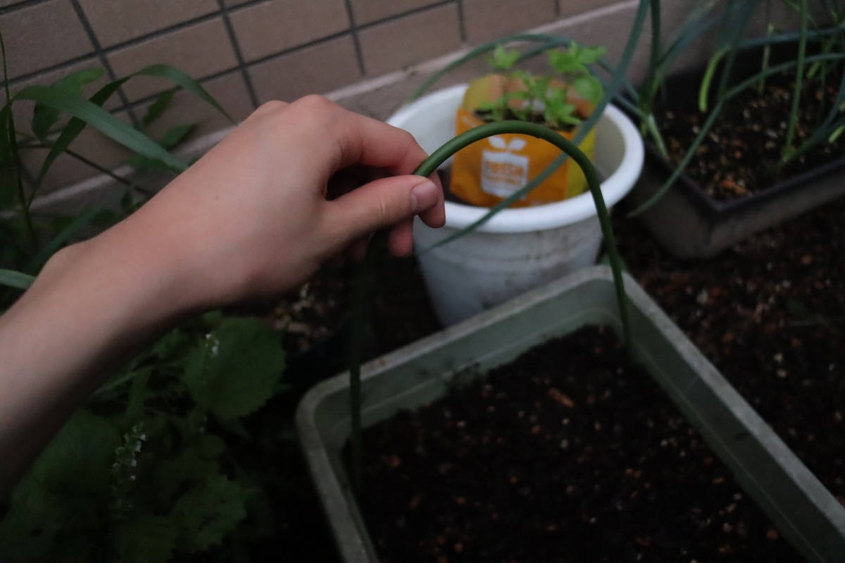 f:id:tomato_1:20210916040327j:plain
