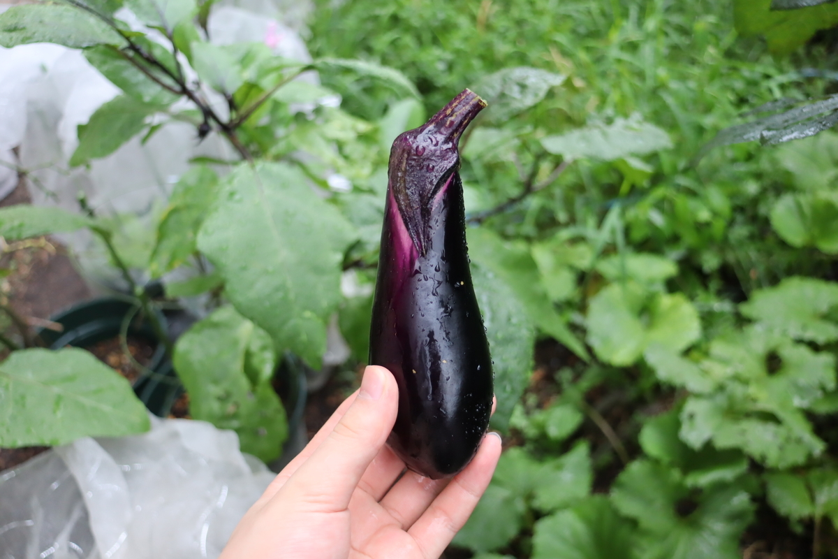 f:id:tomato_1:20210918035402j:plain