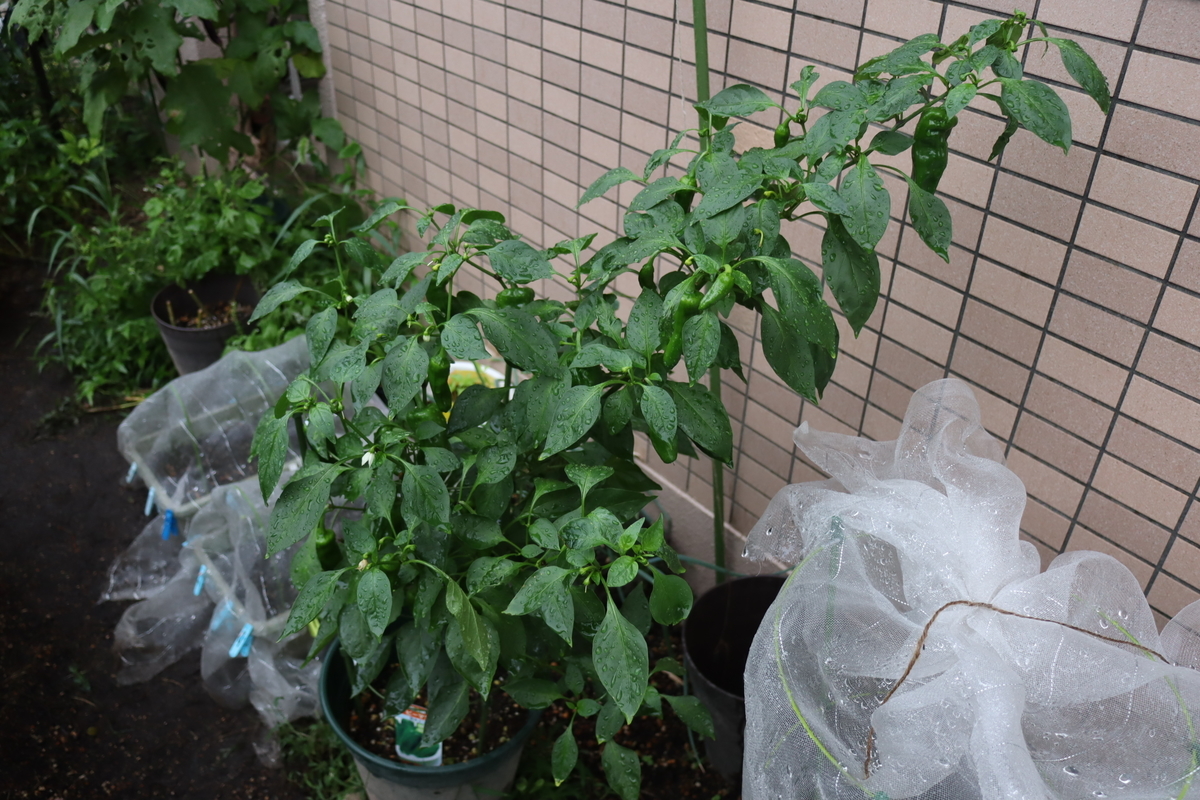 f:id:tomato_1:20210918035440j:plain