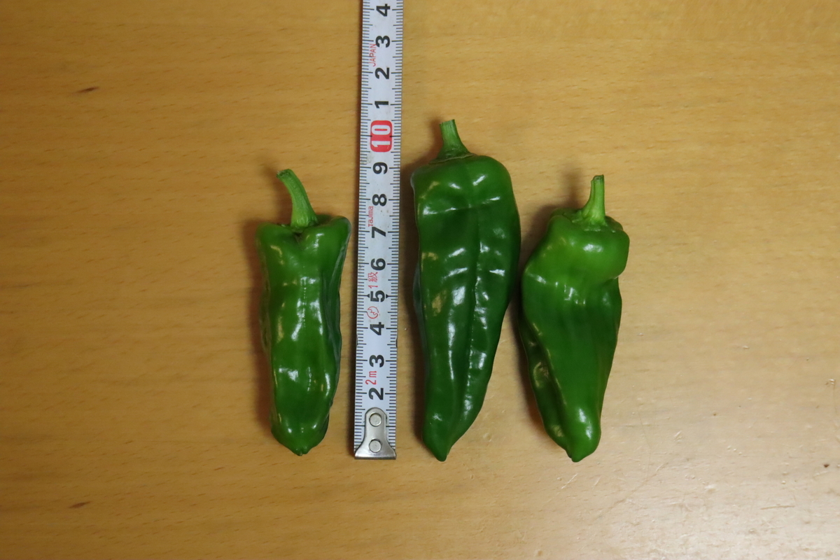 f:id:tomato_1:20210918035546j:plain