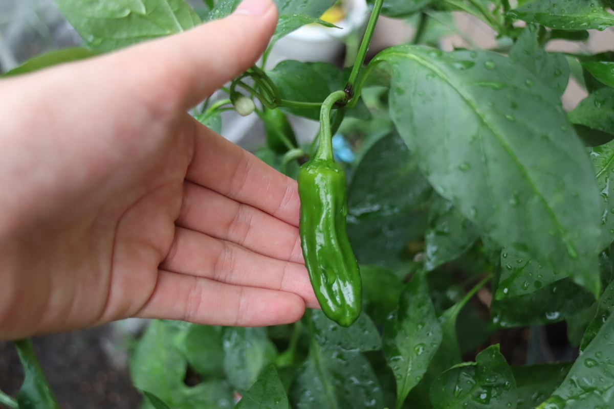 f:id:tomato_1:20210918035617j:plain