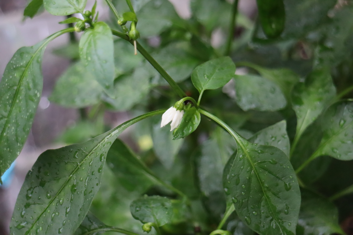 f:id:tomato_1:20210918035626j:plain