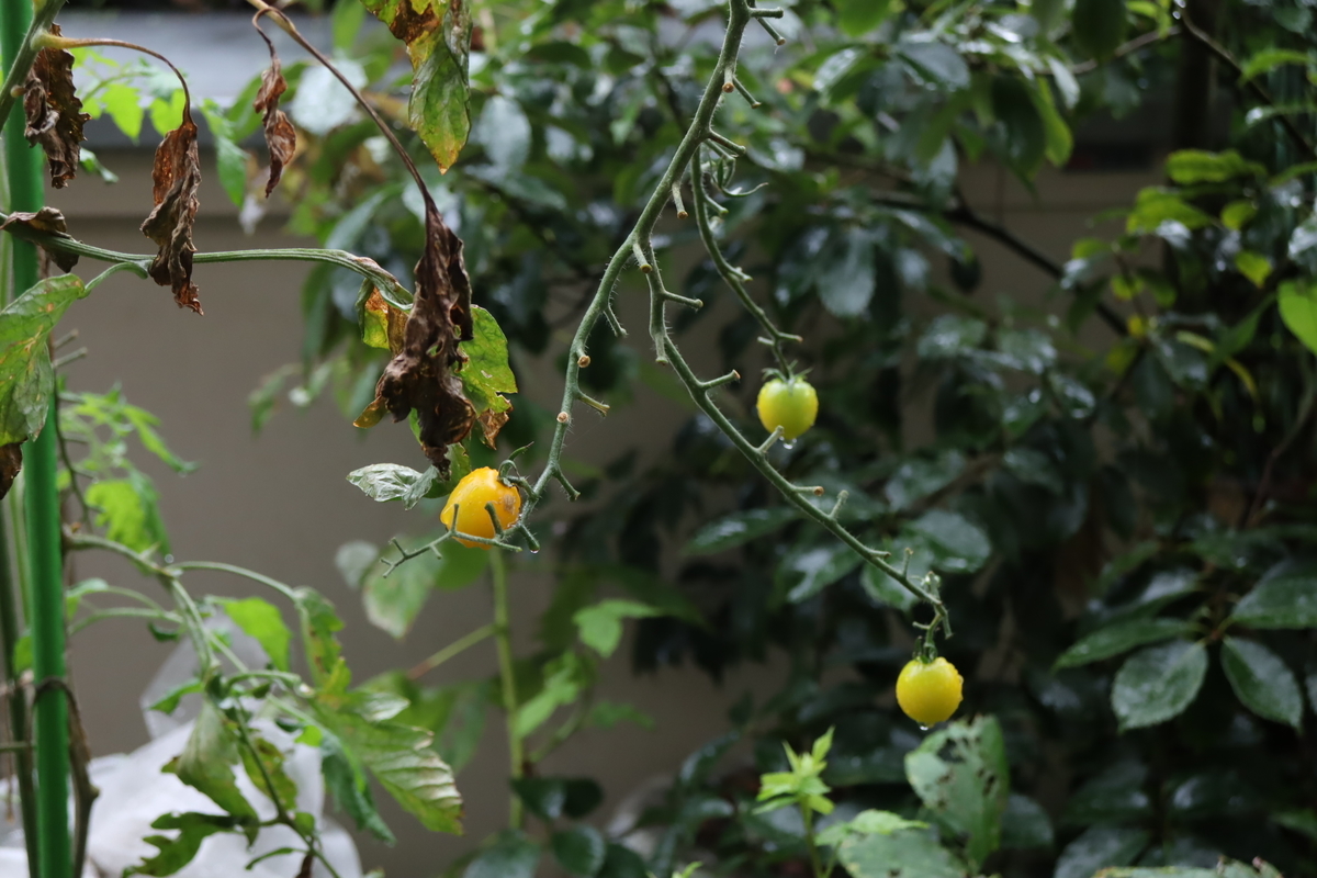 f:id:tomato_1:20210918035641j:plain