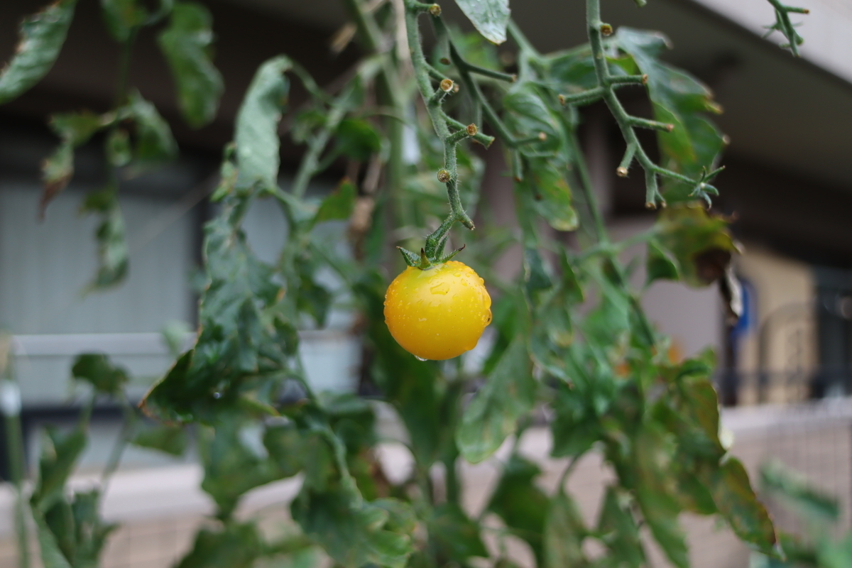 f:id:tomato_1:20210918035649j:plain