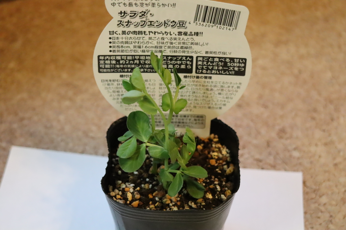 f:id:tomato_1:20210920035213j:plain