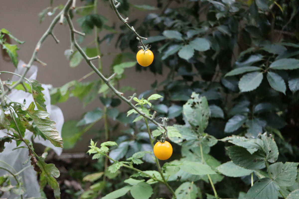 f:id:tomato_1:20210920035506j:plain