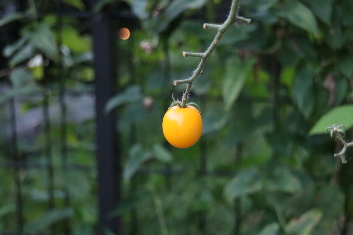 f:id:tomato_1:20210921035431j:plain
